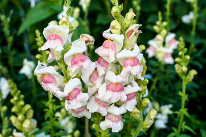 500 Apple Blossom Snapdragon( Antirrhinum Majus) Seeds