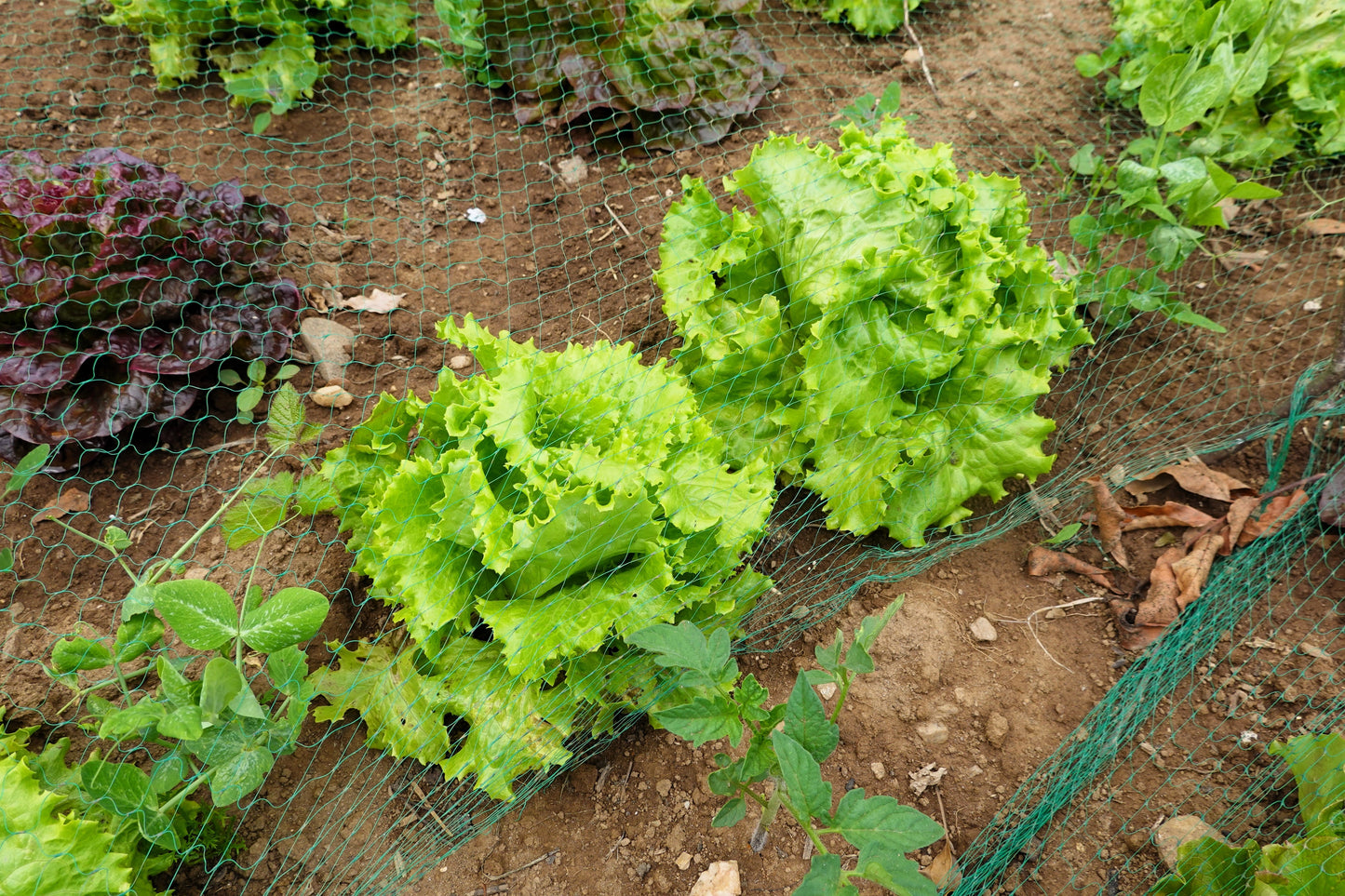 3000 Black Seeded Simpson Leaf Lettuce (Lactuca Sativa) Seeds