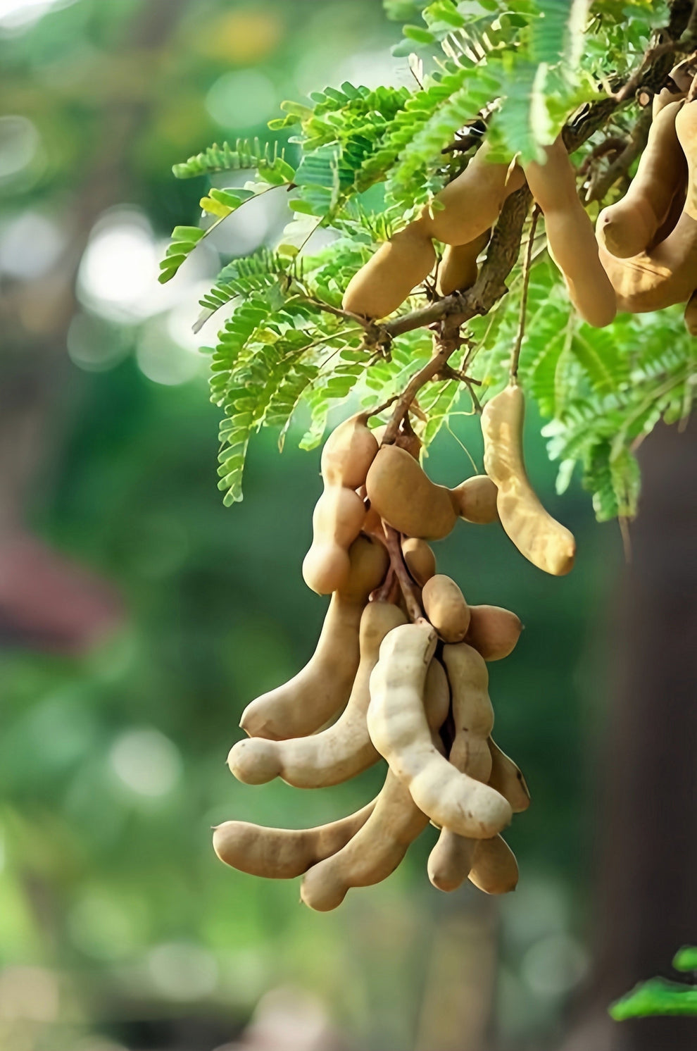 5 TAMARIND FRUIT TREE Tamarindus Indica Bean Pod Legume Seeds – Haven Herbs