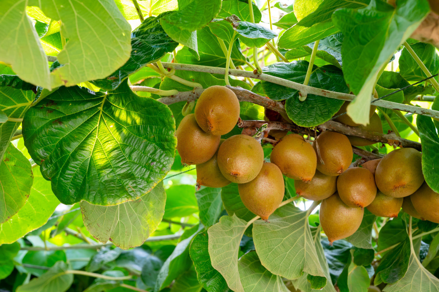 50 Golden Kiwi Fruit (Actinidia Chinensis) Seeds