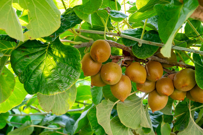 50 Golden Kiwi Fruit (Actinidia Chinensis) Seeds