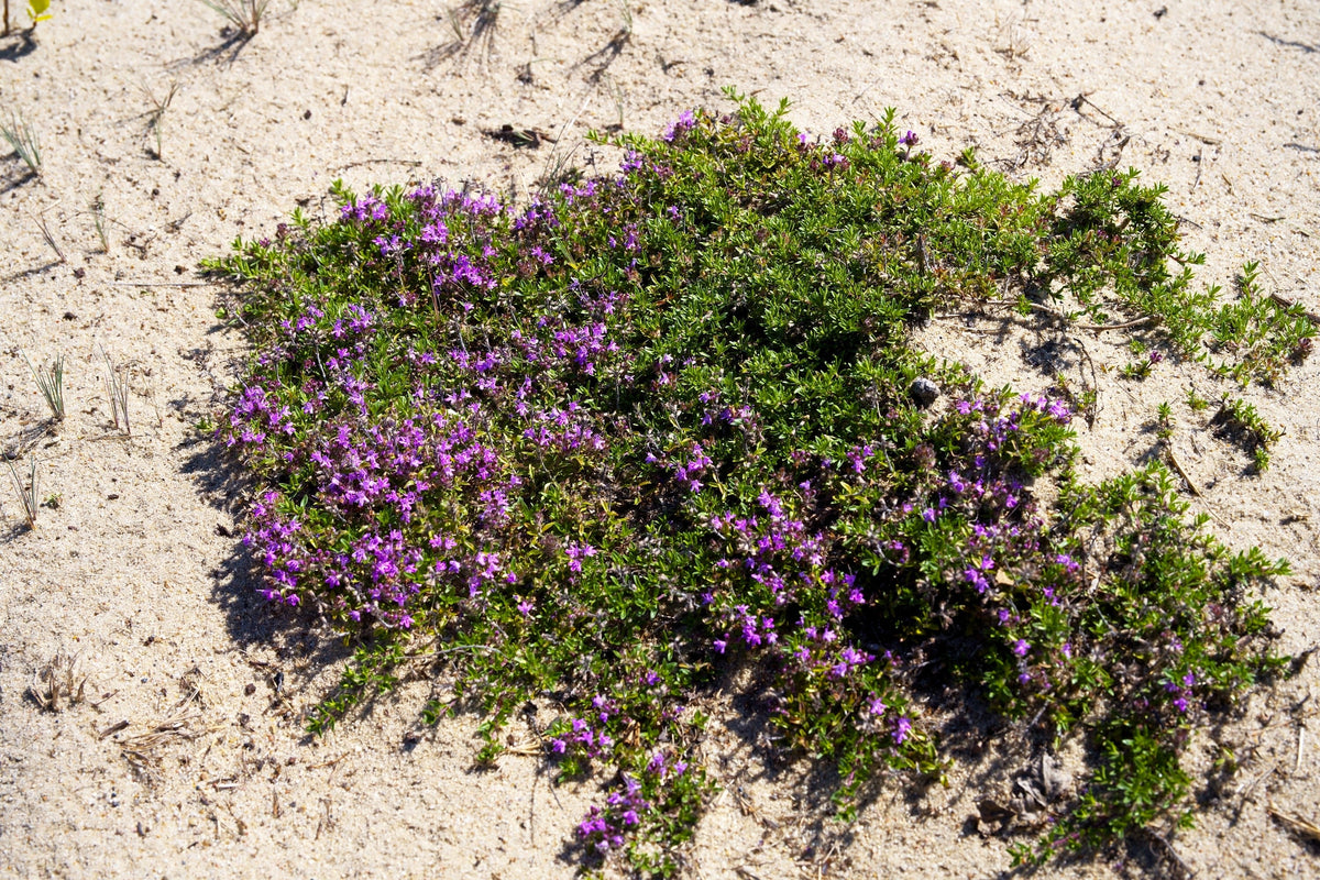 100 Walk On Me CREEPING THYME Thymus Serpyllum Herb Flower Seeds