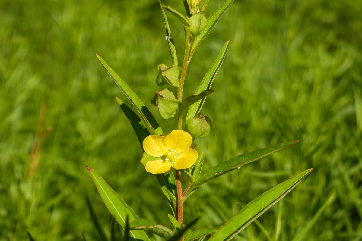 Seedbox (Ludwigia alternifolia) Seeds – 1,000 ct