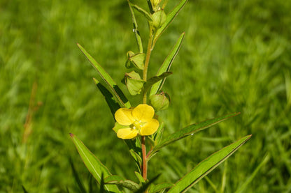Seedbox (Ludwigia alternifolia) Seeds – 1,000 ct