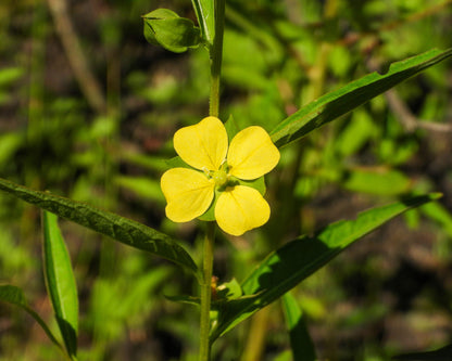 Seedbox (Ludwigia alternifolia) Seeds – 1,000 ct