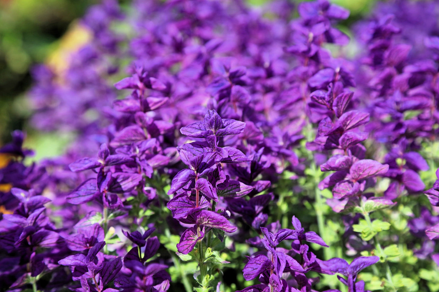50 Blue Monday Clary Sage (Salvia Viridis Horminum) Seeds