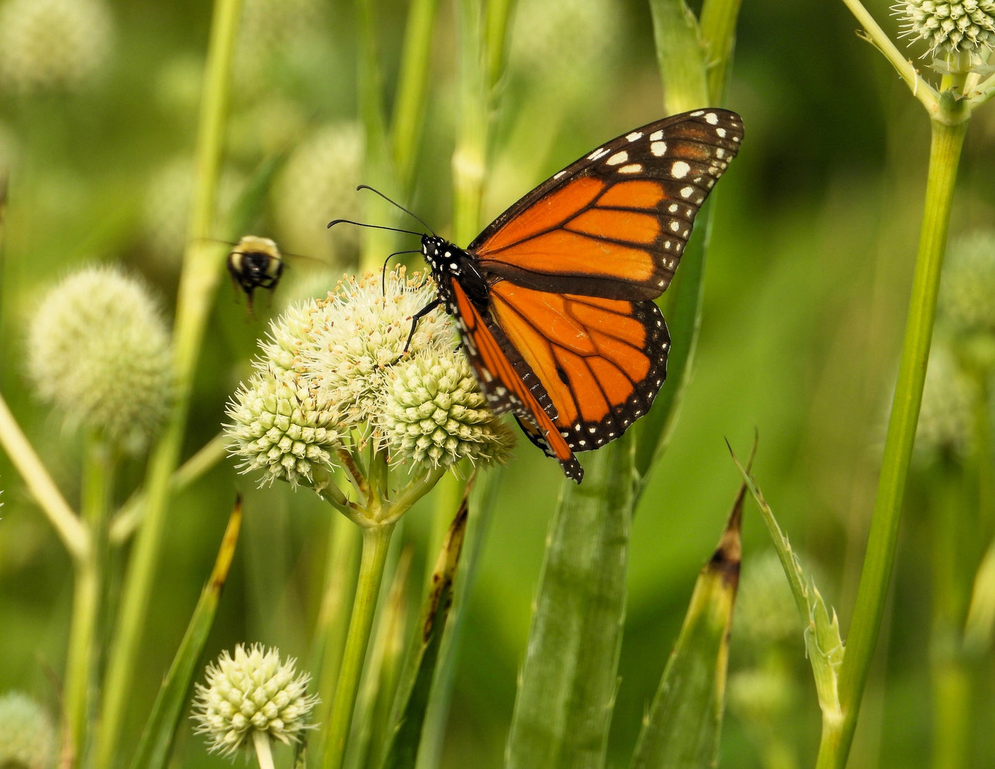 200 Rattlesnake Master / Button Snakeroot  (Eryngium Yuccifolium) Seeds