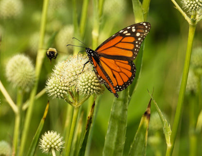 200 Rattlesnake Master / Button Snakeroot  (Eryngium Yuccifolium) Seeds