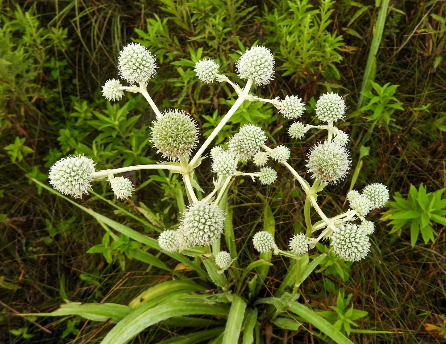 200 Rattlesnake Master / Button Snakeroot  (Eryngium Yuccifolium) Seeds