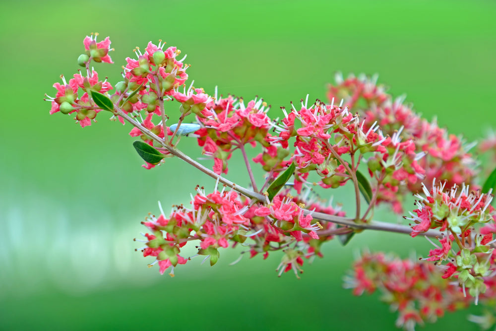 20 Common Henna/Mehandi Dye Plant (Lawsonia Inermis) Seeds