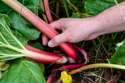 25 Glaskins Perpetual Rhubarb /Pieplant (Rheum Rhabarbarum) Seeds