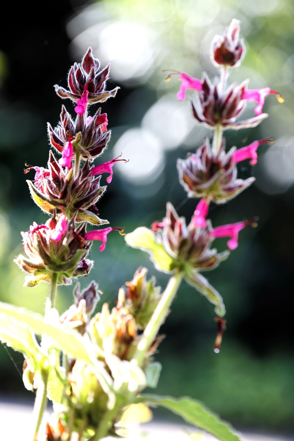 Organic Hummingbird Sage (Salvia spathacea) Seeds – 10 ct