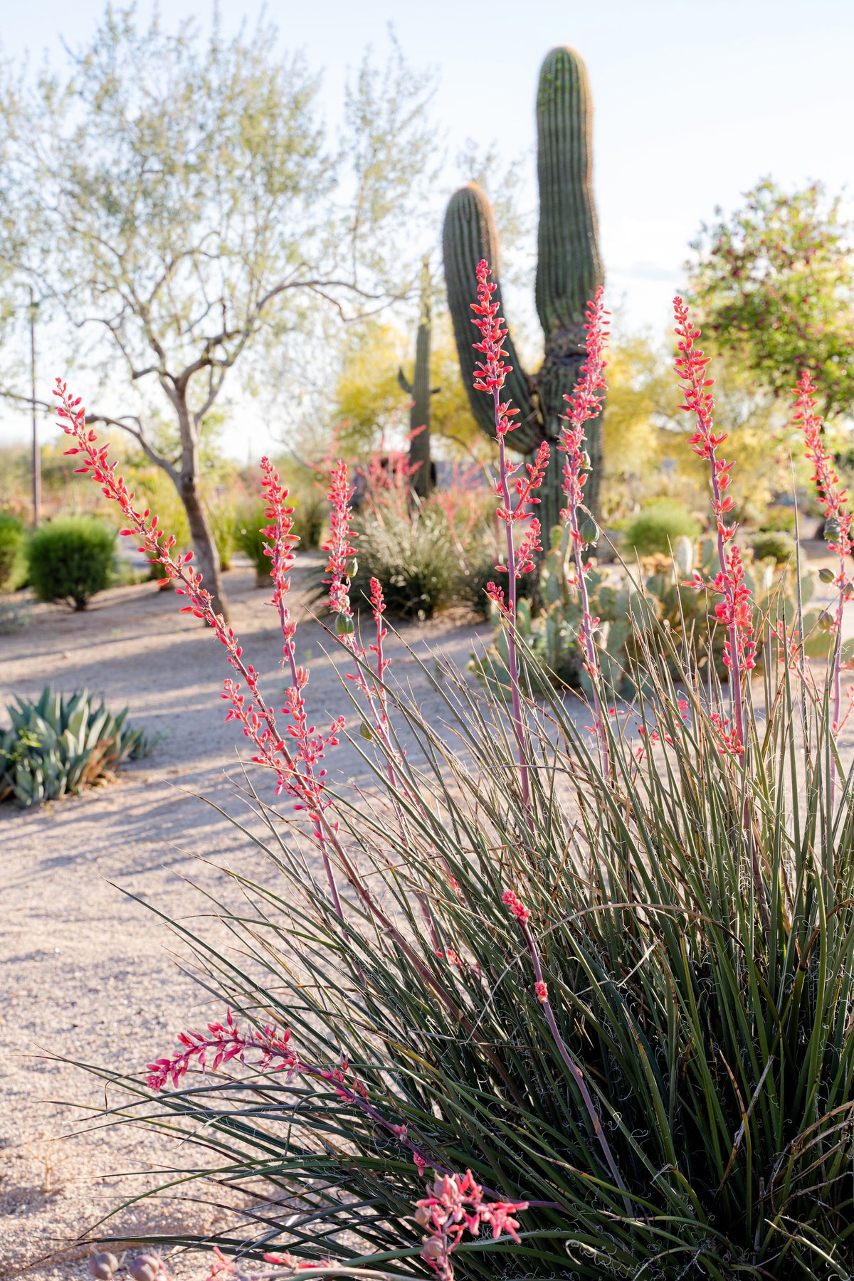 Red Yucca (Hesperaloe parviflora) Seeds – 1,000 ct