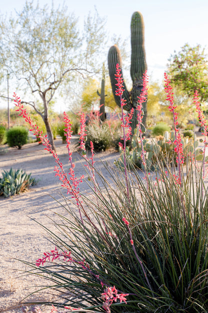 Red Yucca (Hesperaloe parviflora) Seeds – 1,000 ct