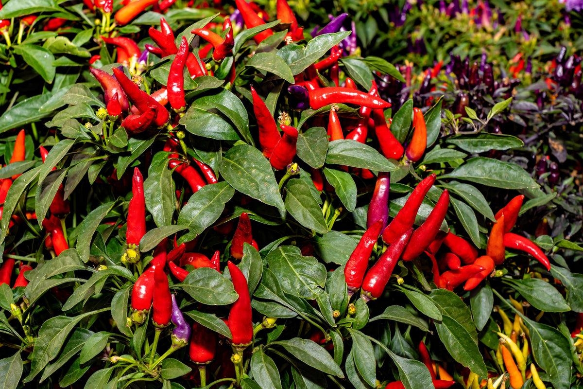 Anaheim Chili Pepper (Capsicum annuum) Seeds – 300 ct