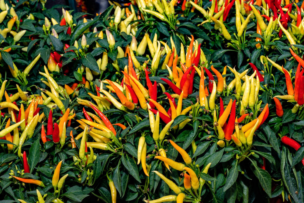 Anaheim Chili Pepper (Capsicum annuum) Seeds – 300 ct