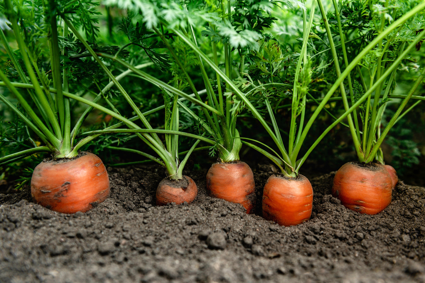 1500 Tendersweet Carrot (Daucus Carota) Seeds