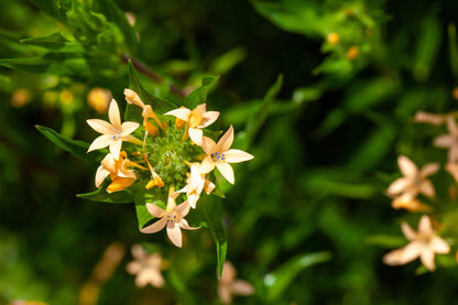 100 LARGE FLOWERED PHLOX Collomia Grandiflora Flower Seeds
