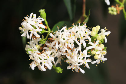 20 Seven Son Shrub Tree (Heptacodium Miconioides) Seeds