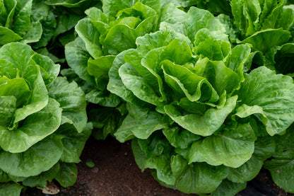 3000 Parris Island Romaine Lettuce (Lactuca Sativa) Seeds