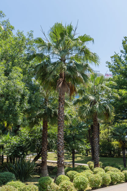 30 CALIFORNIA FAN PALM Tree Petticoat Arizona Desert Washingtonia Filifera Seeds