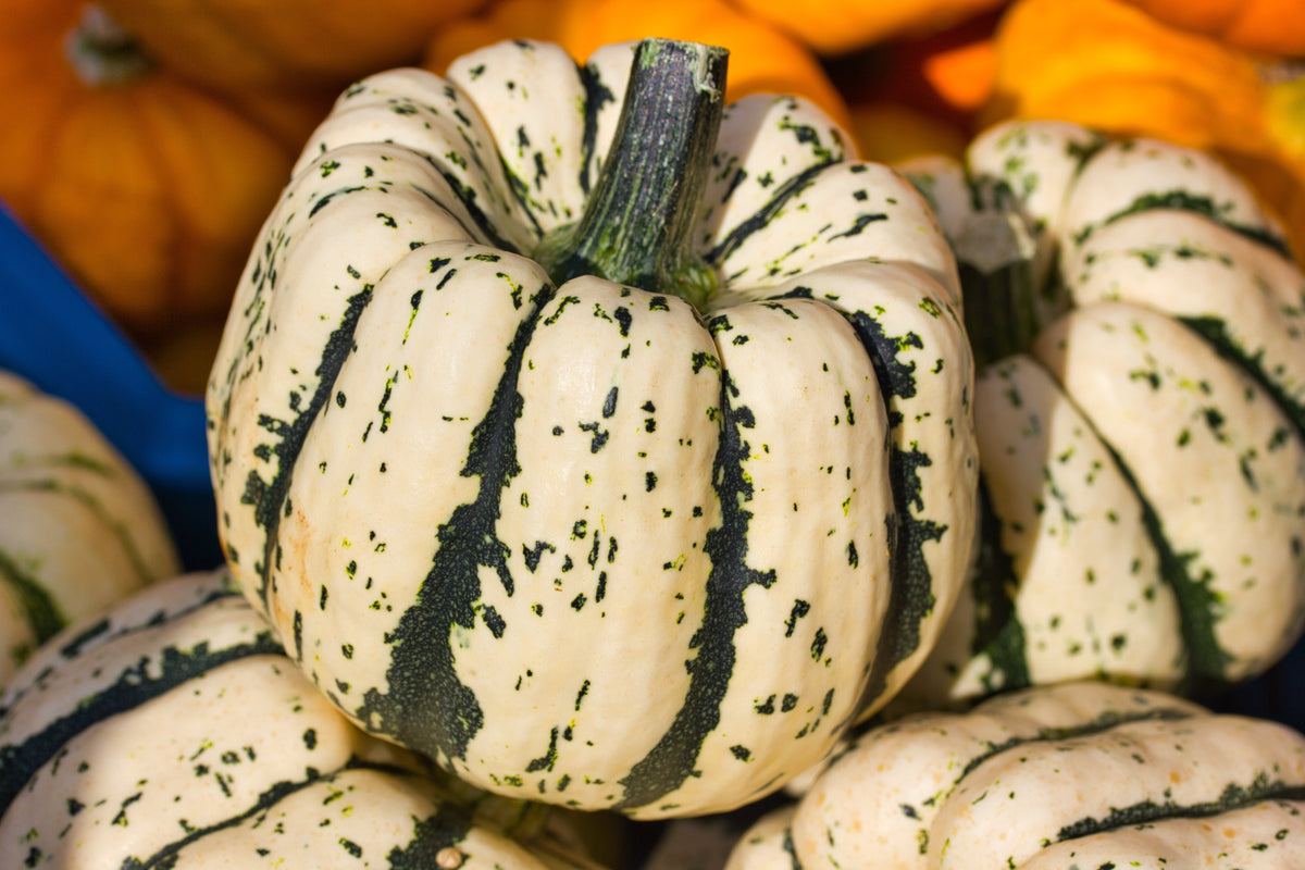 25 SWEET DUMPLING SQUASH Orange Winter Delicata Cucurbita Maxima Vegetable Seeds