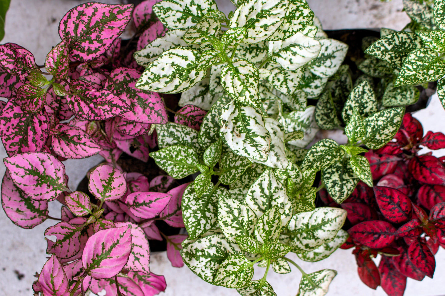 10 Polka Dot Plant (Hypoestes Phyllostachya) Seeds