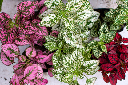 10 Polka Dot Plant (Hypoestes Phyllostachya) Seeds