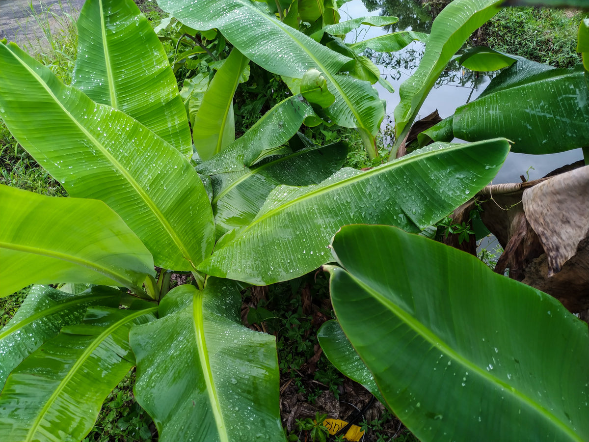 Plantain Banana (Musa balbisiana) Seeds – 5 ct