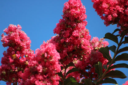 Dark Pink Crepe Myrtle (Lagerstroemia indica) Seeds – 35 ct