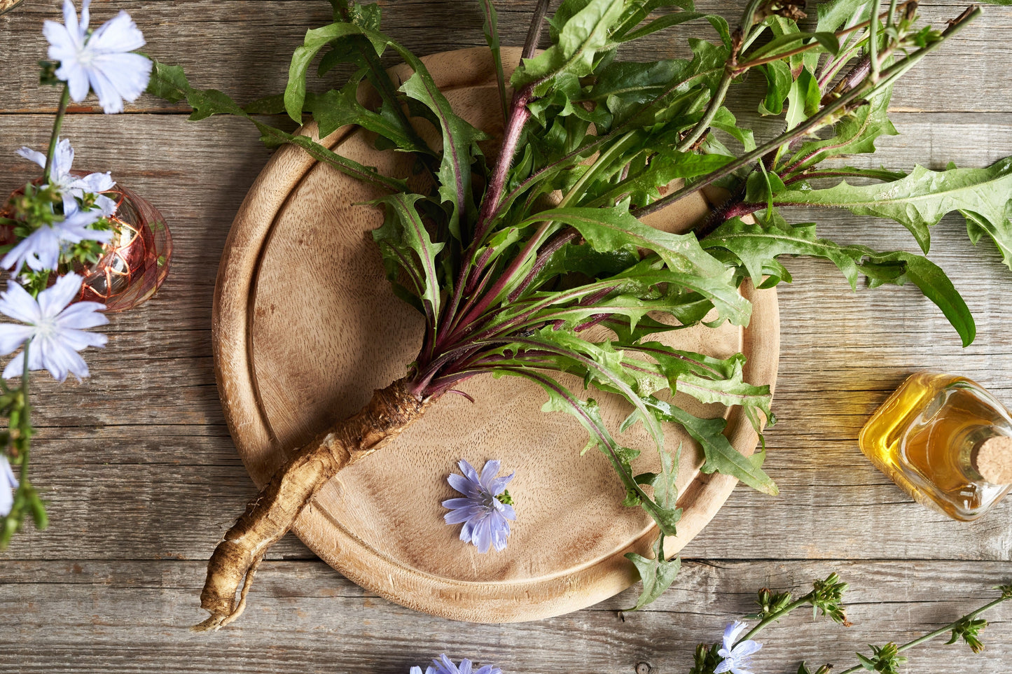 1000 Chicory (Chicorium Cicorium Intybus) Seeds