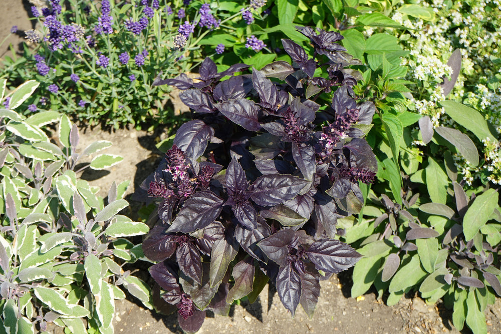 500 Red Rubin Basil (Ocimum Basilicum Purpurascens) Seeds