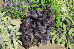 500 Red Rubin Basil (Ocimum Basilicum Purpurascens) Seeds