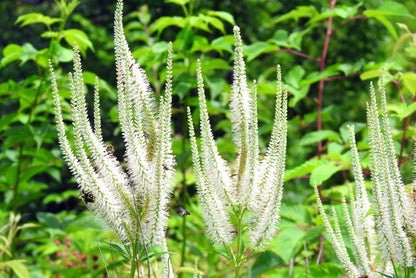 1000 Culver's Root / Black Root (Veronicastrum Virginicum) Seeds