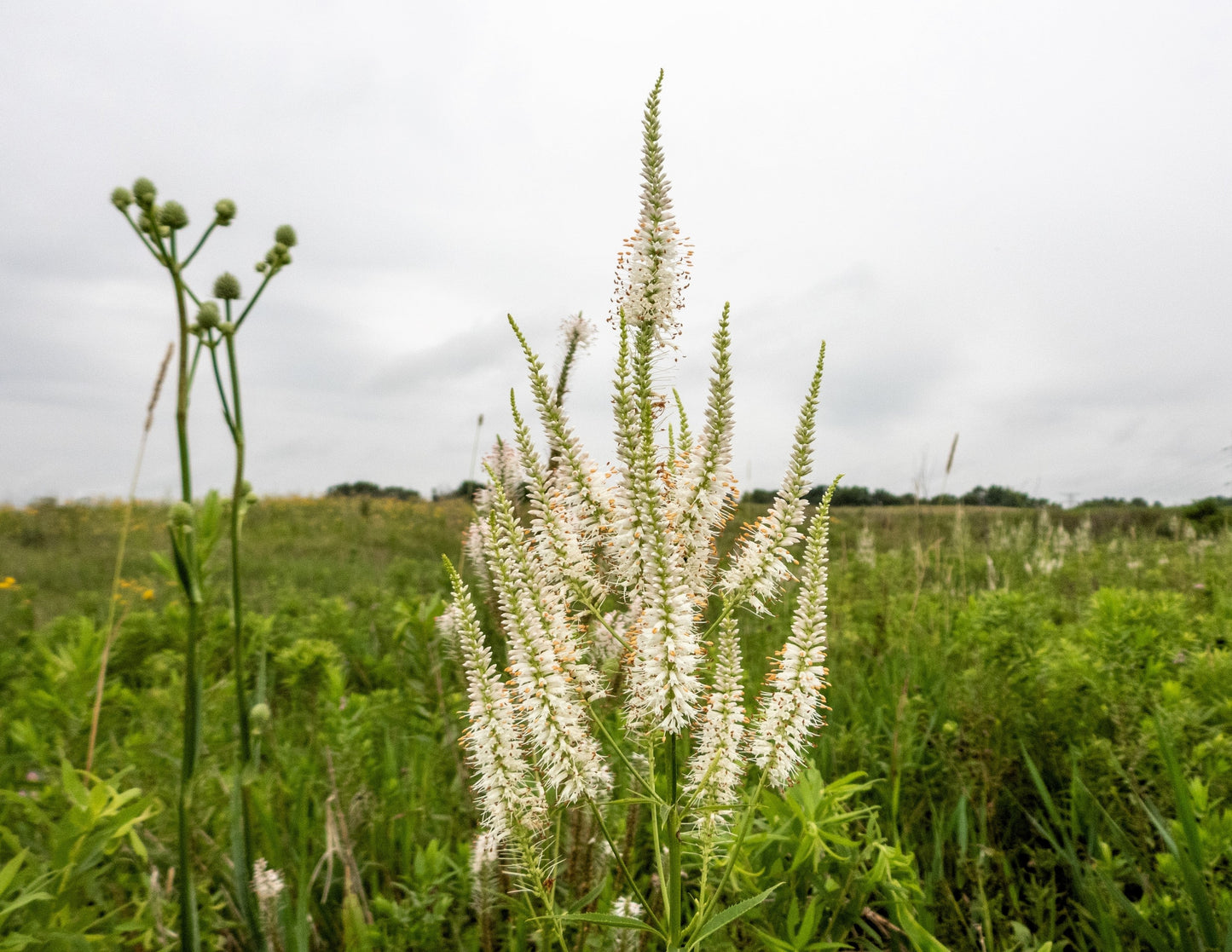 1000 Culver's Root / Black Root (Veronicastrum Virginicum) Seeds