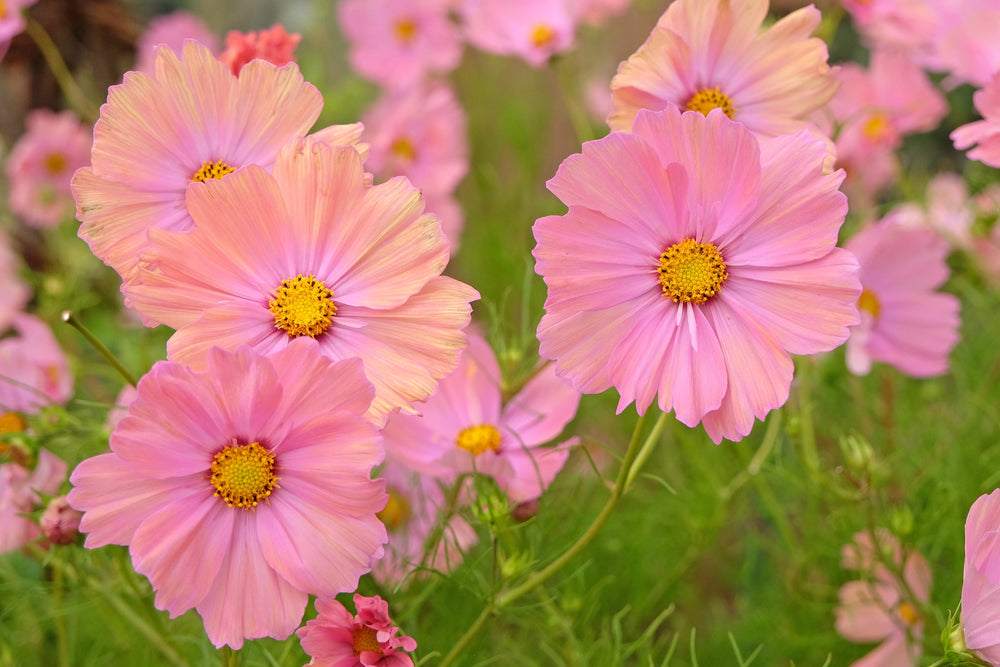 20 APRICOTTA COSMOS Bipinnatus Apricot & Rose Pink Bicolor Flower Seeds