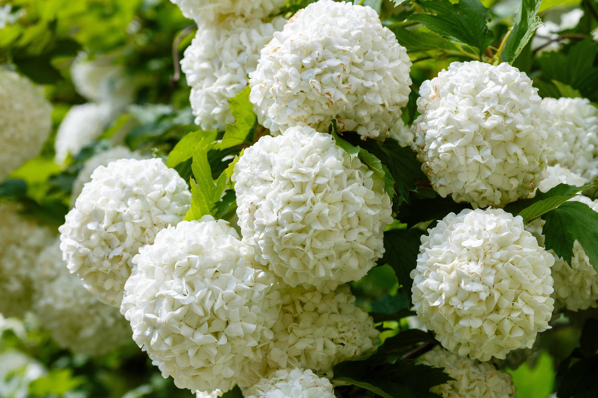 30 EUROPEAN CRANBERRY / SNOWBALL Tree Guelder Rose Viburnum Opulus Red Fruit White Flower Seeds