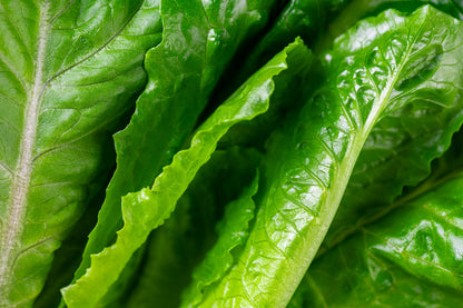 3000 Parris Island Romaine Lettuce (Lactuca Sativa) Seeds