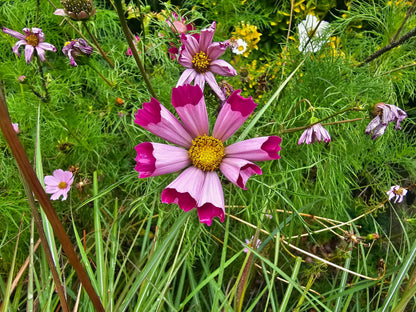 Seashells Cosmos (Cosmos bipinnatus) Seeds – 200 ct