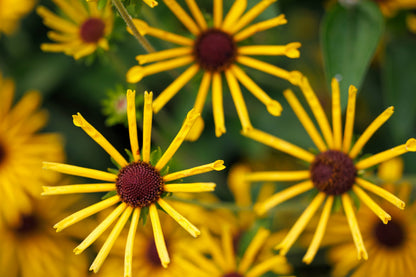 300 Sweet Coneflower (Rudbeckia Subtomentosa; Sweet Black Eyed Susan) Seeds