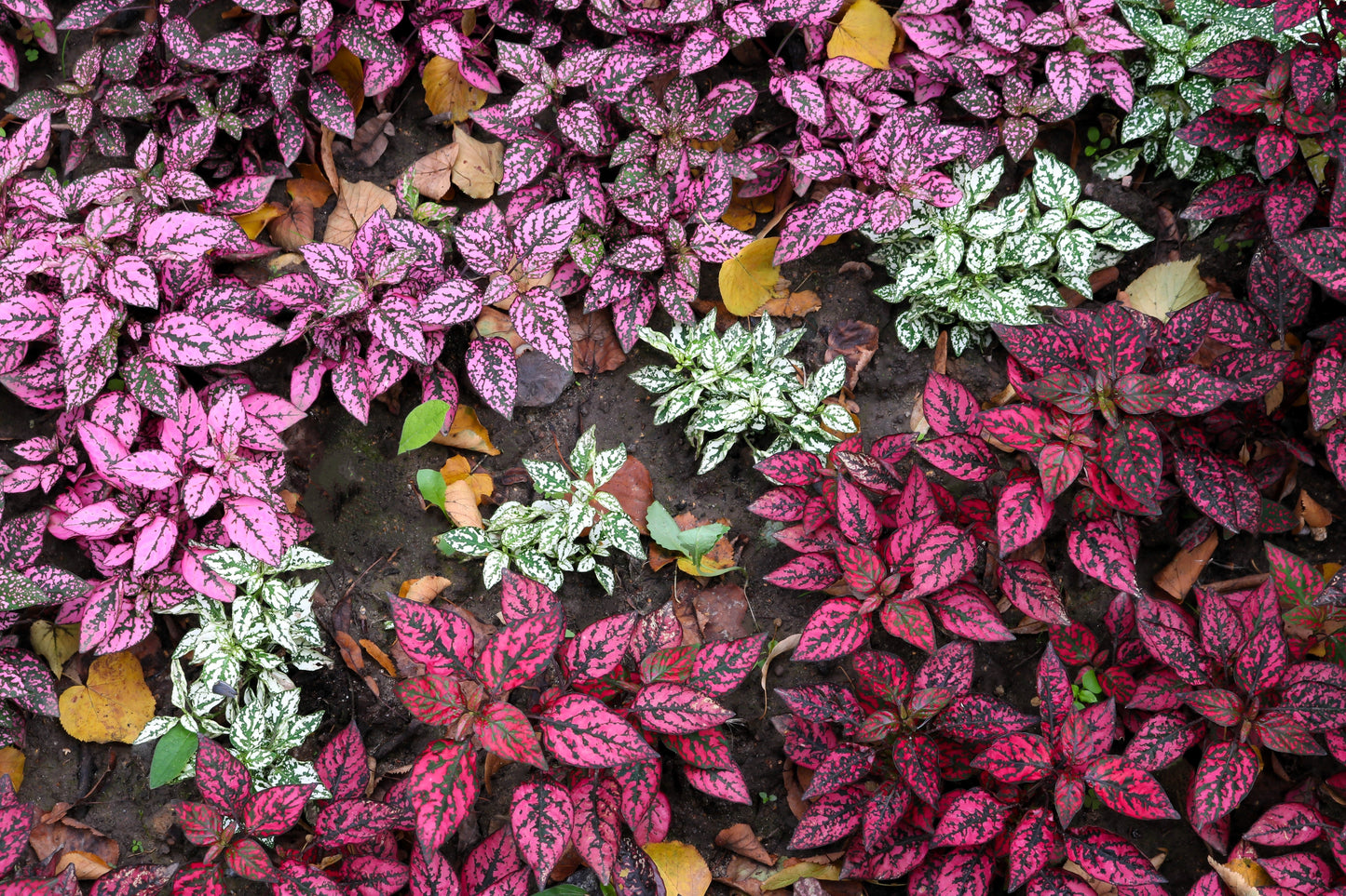 10 Polka Dot Plant (Hypoestes Phyllostachya) Seeds