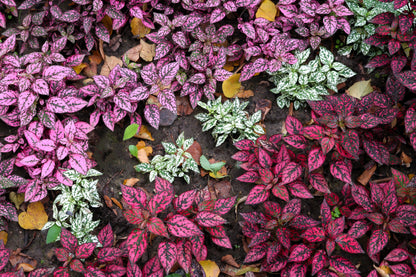 10 Polka Dot Plant (Hypoestes Phyllostachya) Seeds