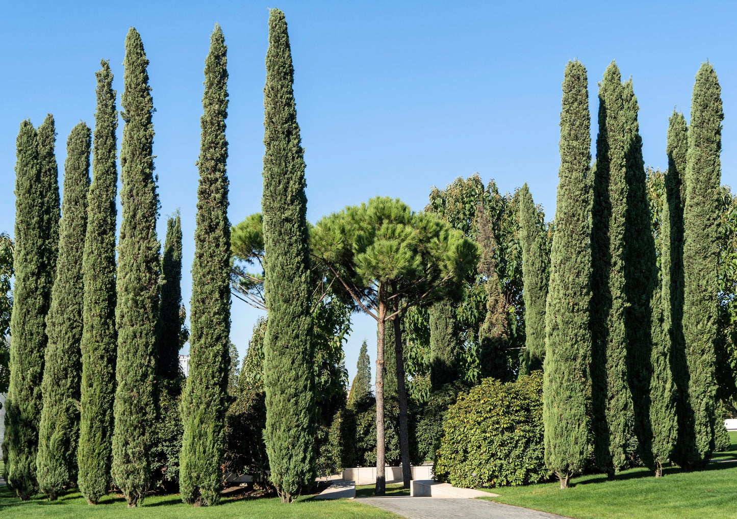 20 Mediterranean Cypress (Cupressus Sempervirens Stricta) Seeds