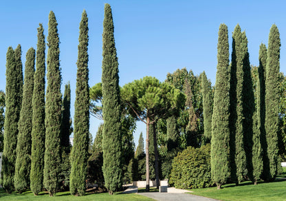 20 Mediterranean Cypress (Cupressus Sempervirens Stricta) Seeds