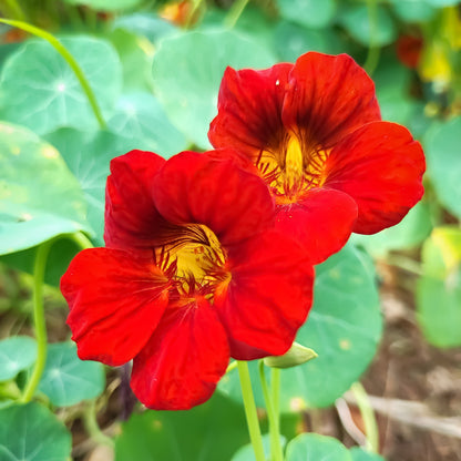 50 Mixed Colors Dwarf Jewel Nasturtium (Tropaeolum Minus) Seeds