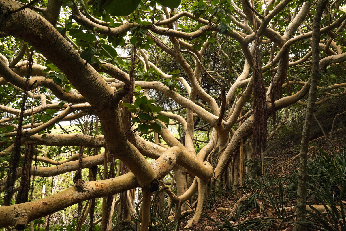 Banyan Fig (Ficus benghalensis) Seeds – 50 ct