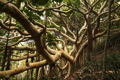 Banyan Fig (Ficus benghalensis) Seeds – 50 ct