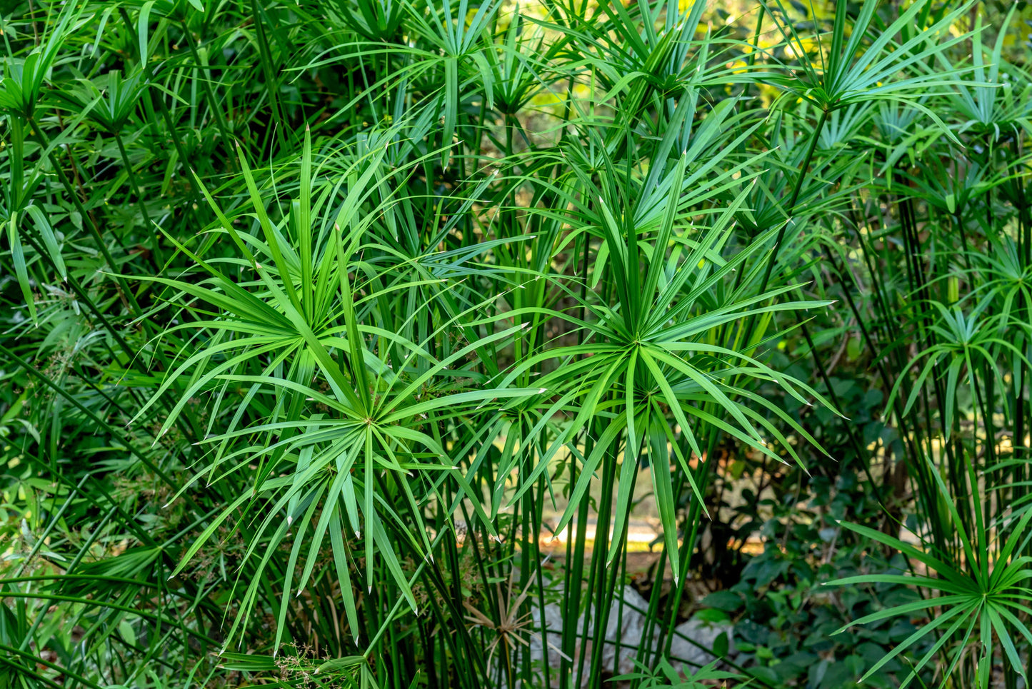 50 Umbrella Plant (Cyperus Alternifolius) Seeds