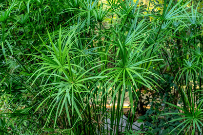 50 Umbrella Plant (Cyperus Alternifolius) Seeds