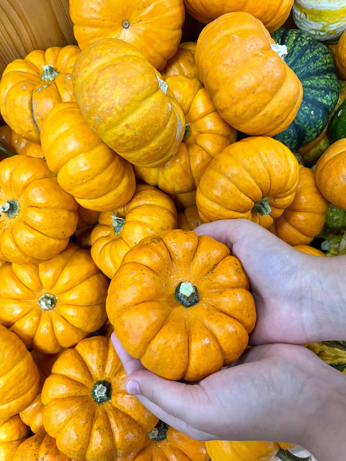 20 MINI MIX PUMPKIN Miniature Cucurbita Pepo White Green Orange Striped Vegetable Seeds